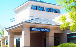 south shore veterinary services