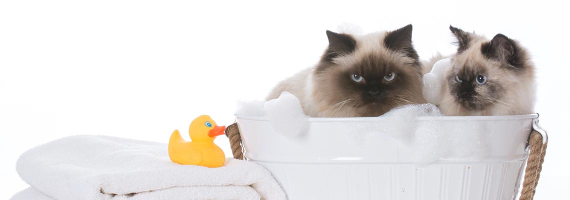 cat bath service