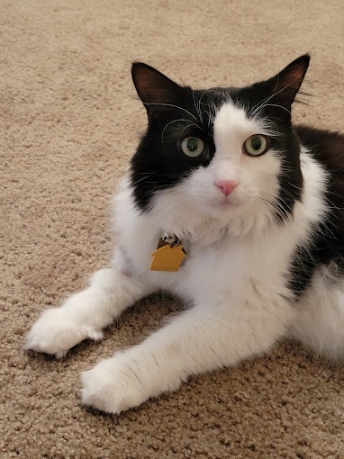 A cat sitting on a rug