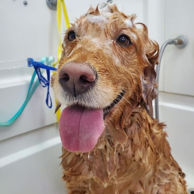 A dog is taking bath