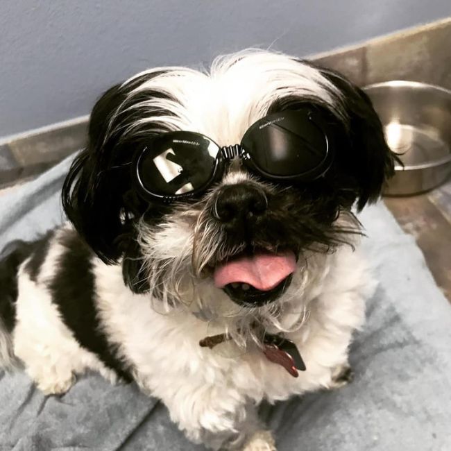 A dog is wearing glasses for laser therapy