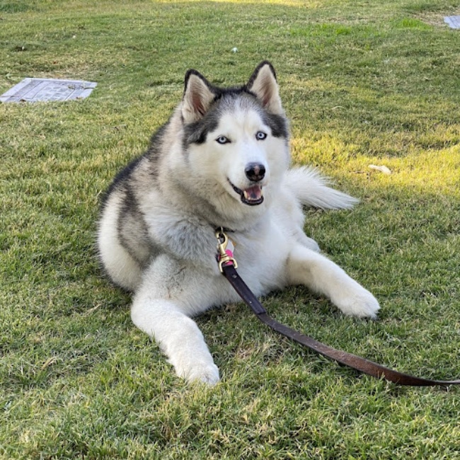 A dog lying on the grass