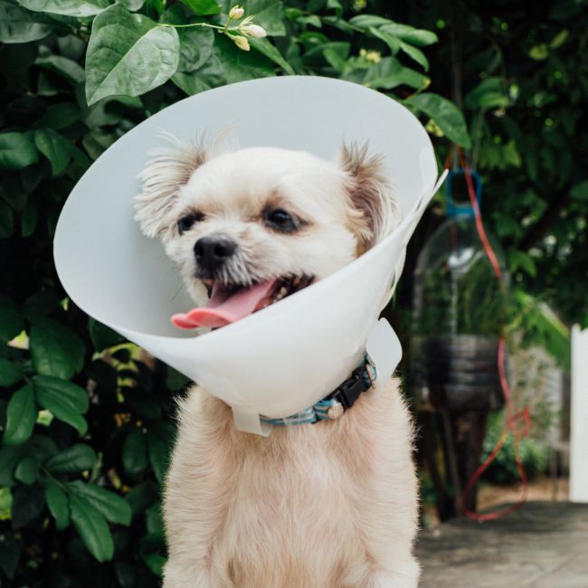 A dog wearing veterinary collar