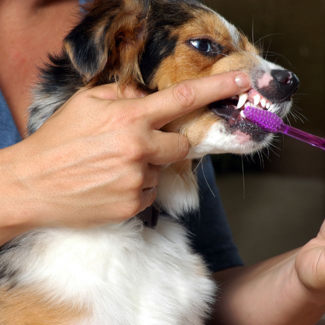 A person brushing dog's teeth