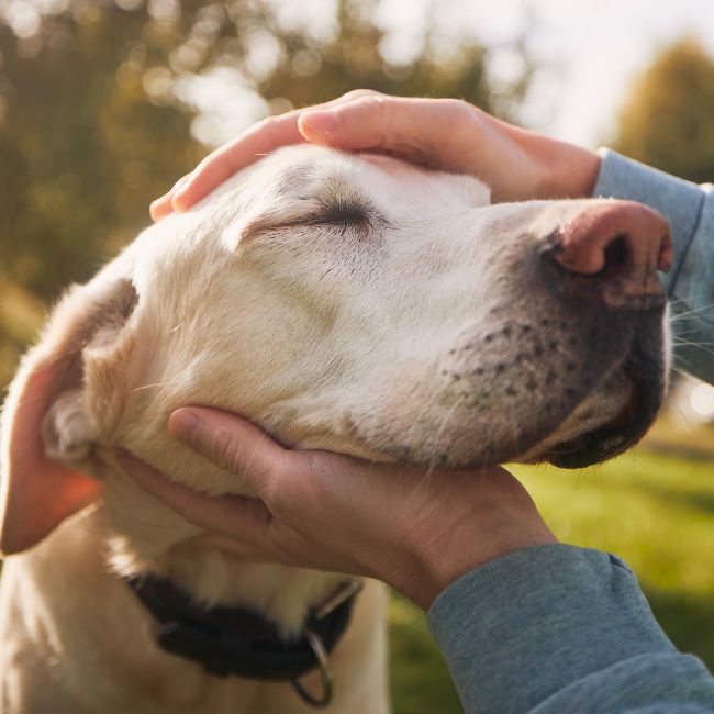 A person petting a dog