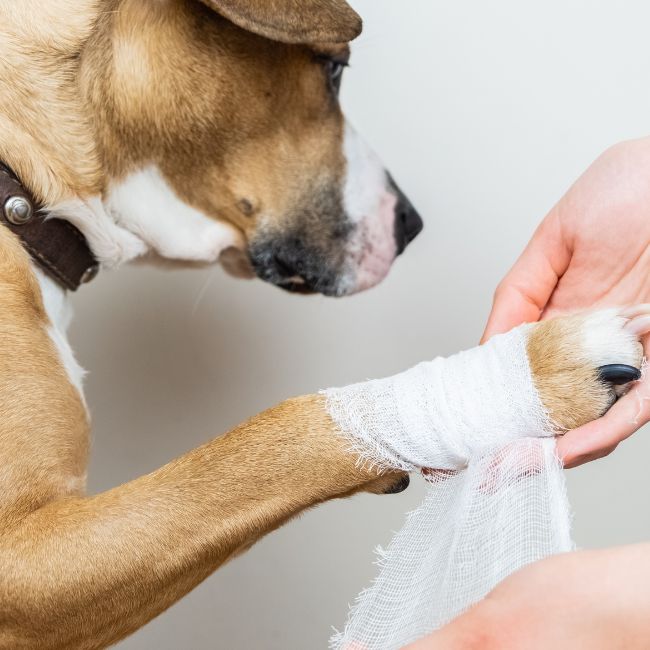 A vet bandaging a dog's paw