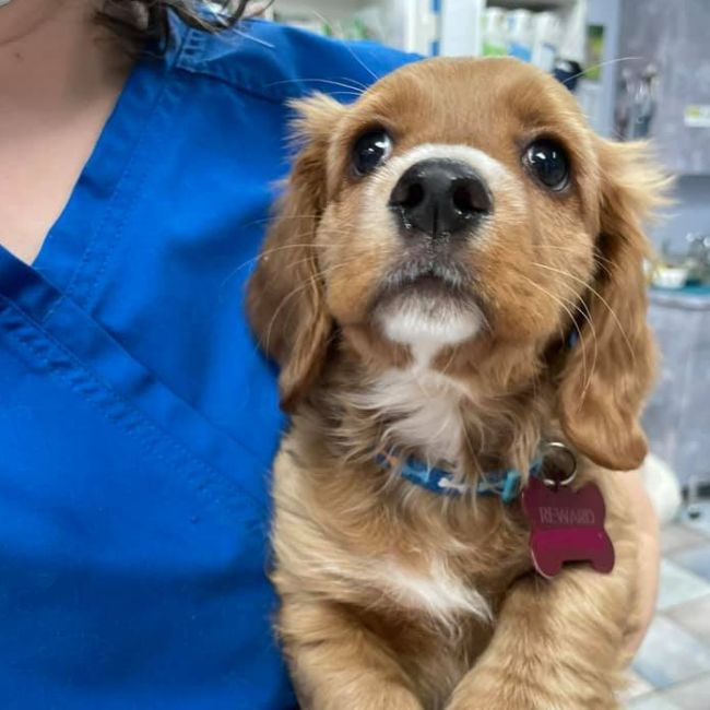 A vet is holding a dog