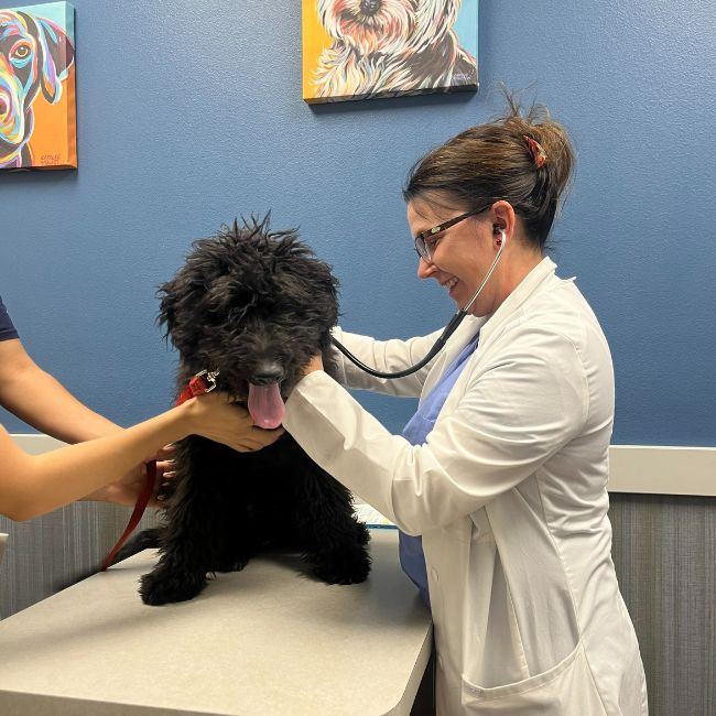 A veterinarian examining a dog