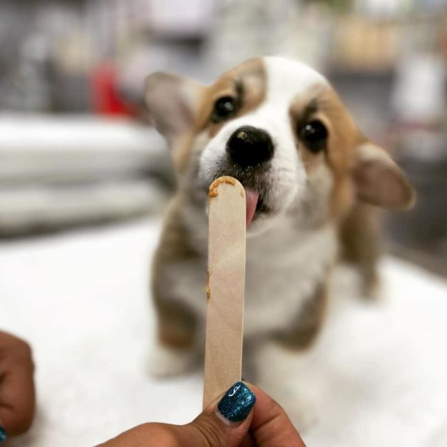 A veterinarian feeding medicine to dog