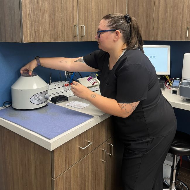 A veterinarian working on lab