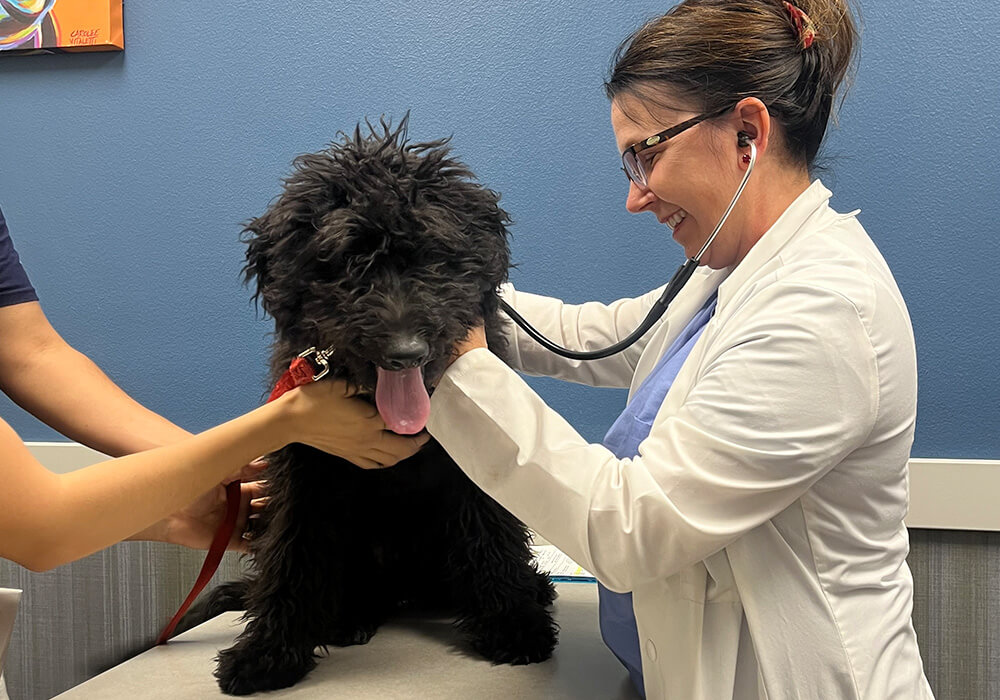 DR STASIAK EXAMING a dog