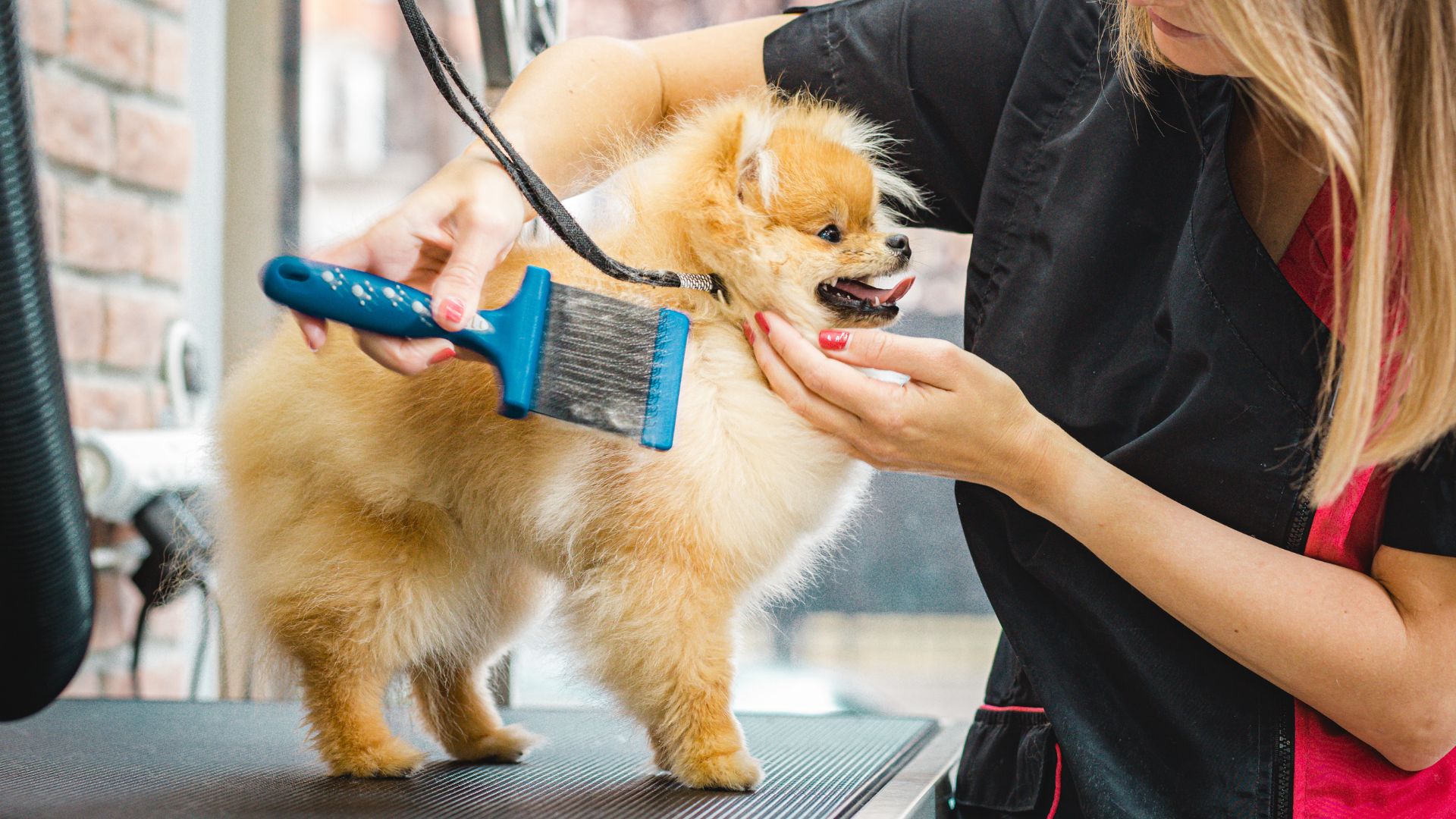 Interesting Info About Pet Grooming Las Vegas