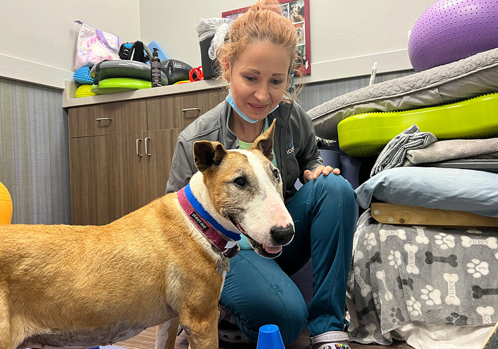 Vet working with a dog