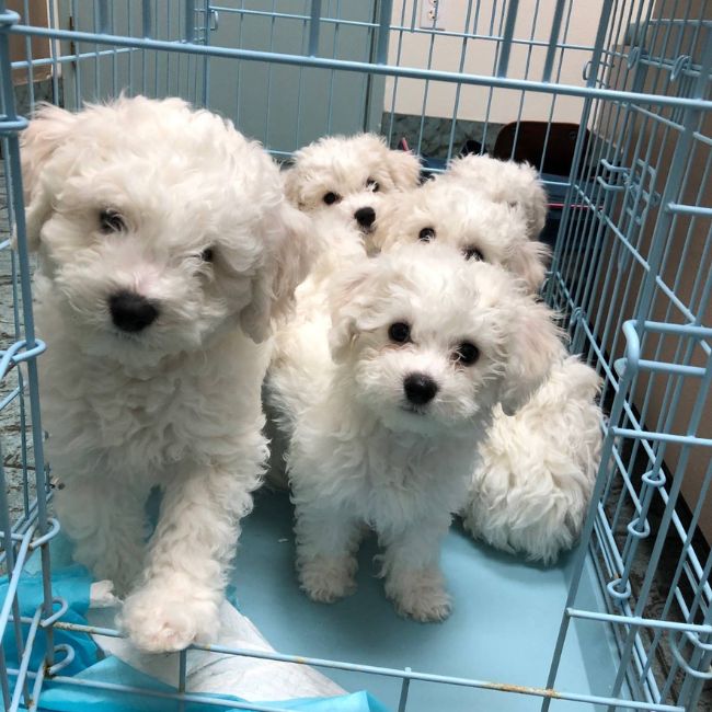 Puppies in the cage