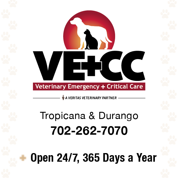 A vet is holding a dog