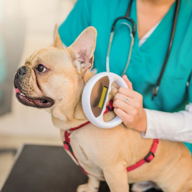 Vet scanning a bulldog for microchip