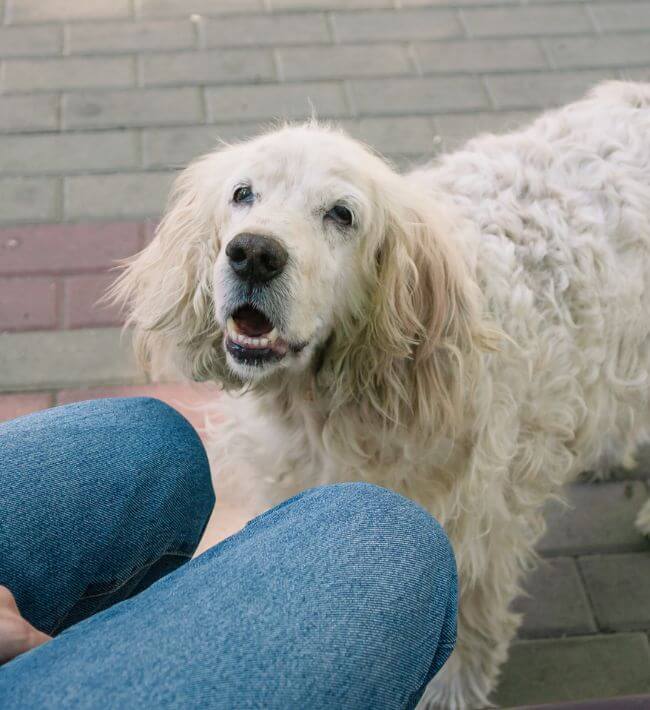 A person petting a dog