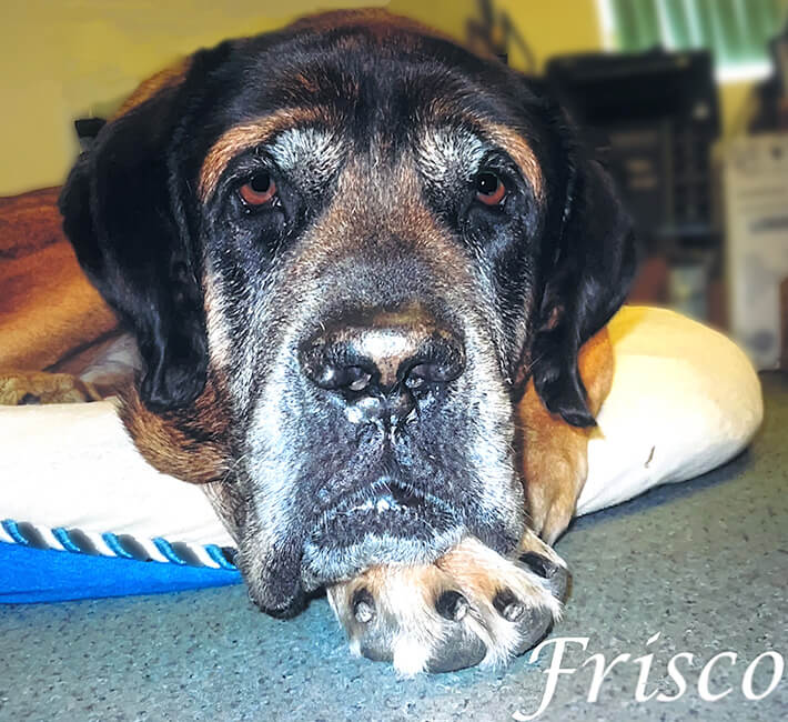 Senior Pet Care, Frisco laying in his dog bed.