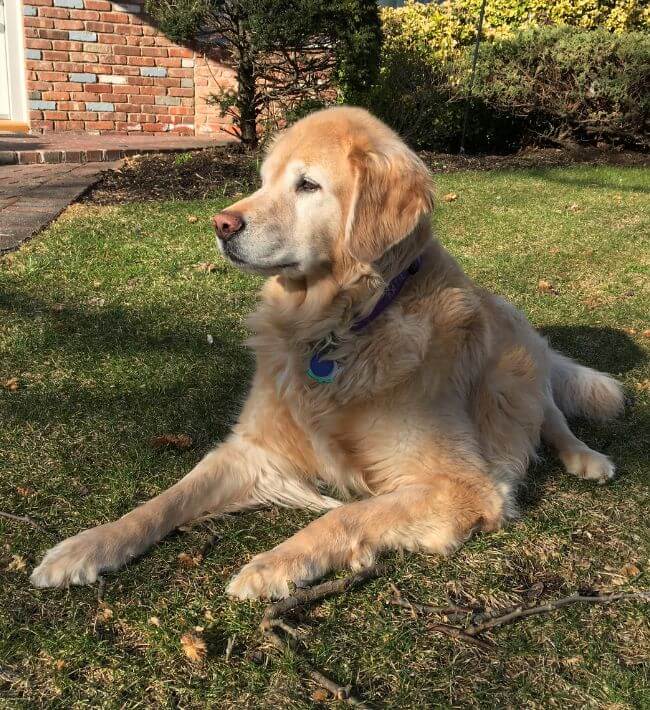 Faithful golden retriever outside of home looking around.