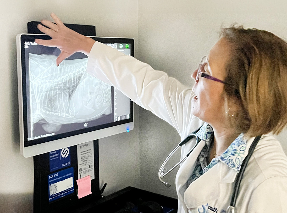 A vet pointing at x-ray