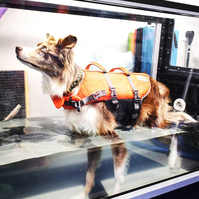 A dog is standing in the pool