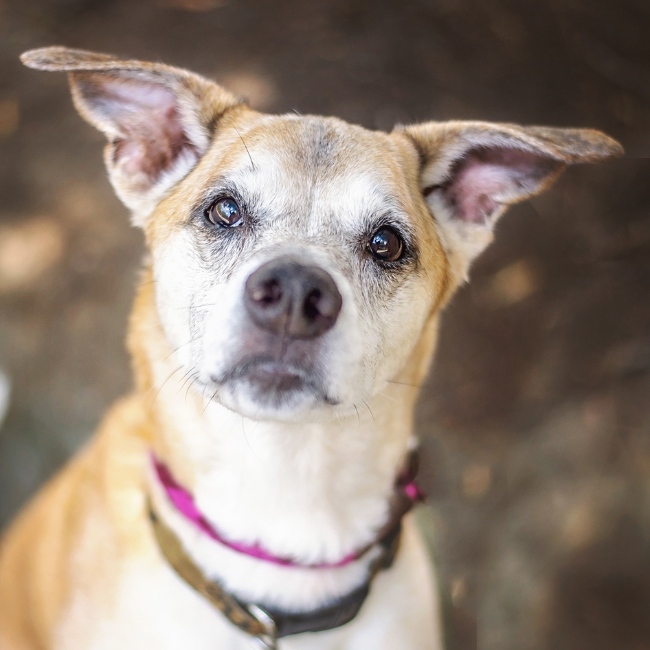 senior dog looking up at the camera