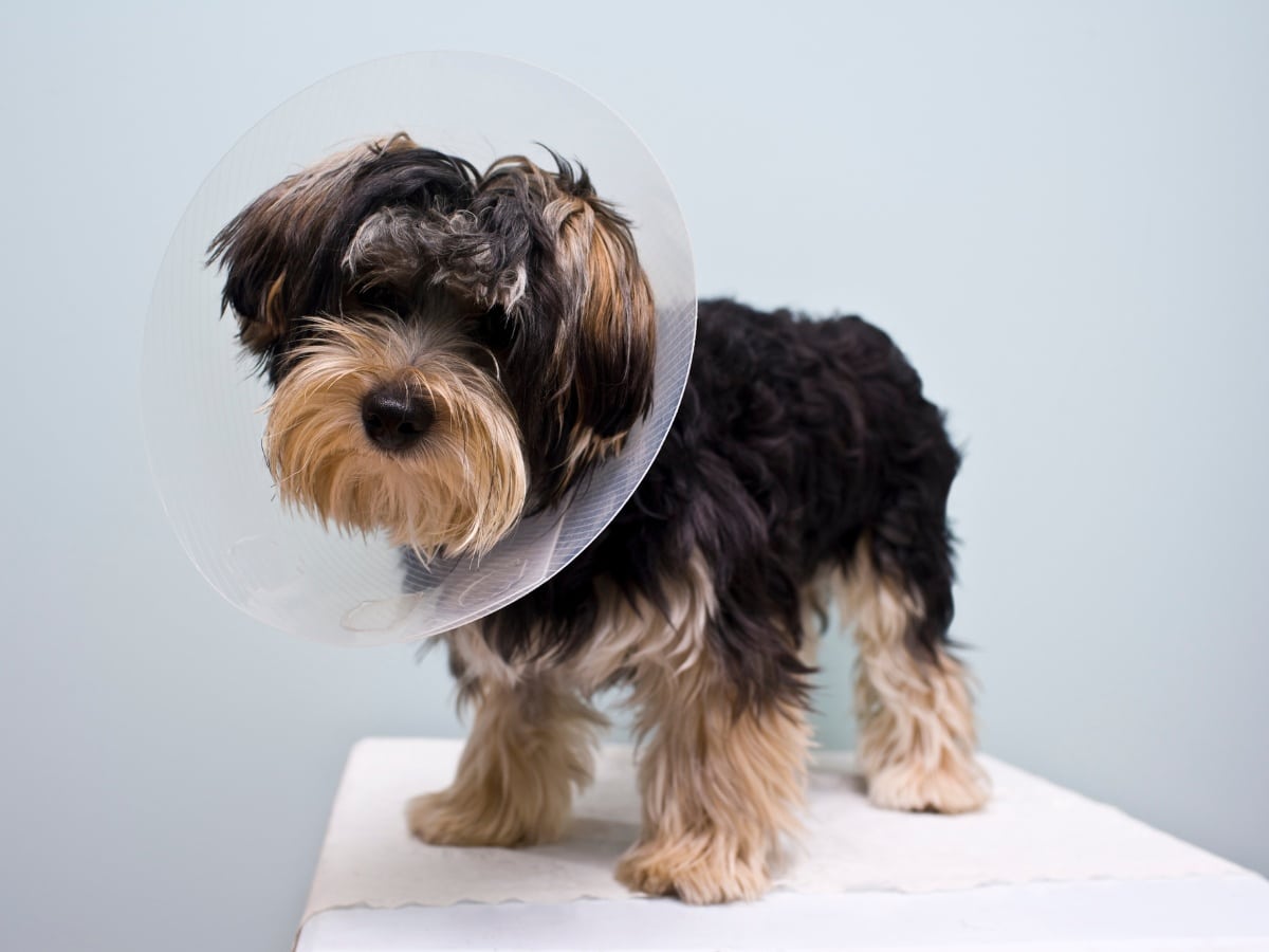 dog wearing surgery cone