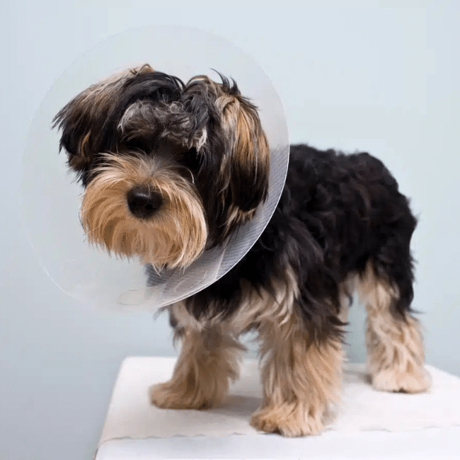 dog-wearing-surgery-cone