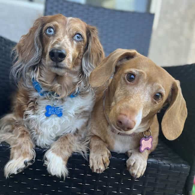 two dogs on a chair